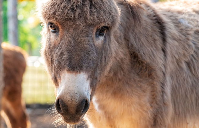 La Valle Dei Caprioli - B&B - Foto 34