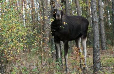 Domek pod lasem podlaskie - Foto 35