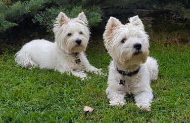 Tsagarada Stone House 1898 - Foto 64