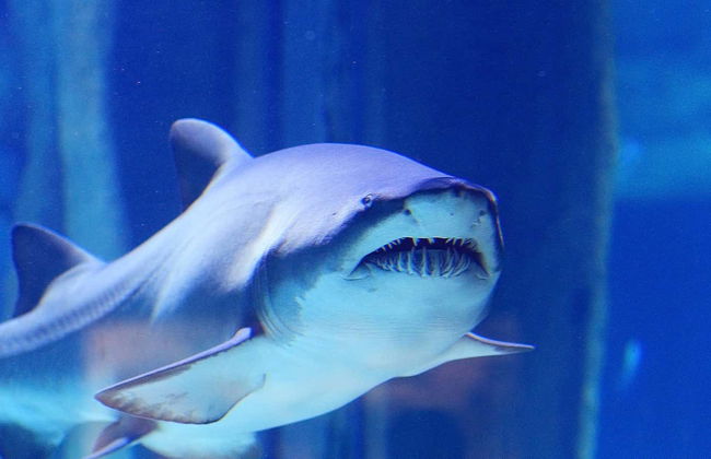 Entrada a SEA LIFE® Oporto - Foto 1