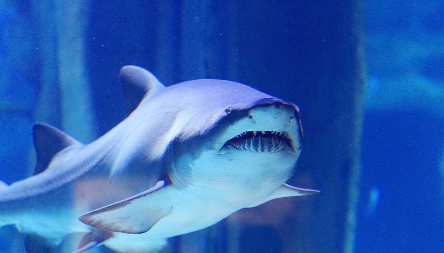 Ingresso do SEA LIFE® Porto - Foto 1