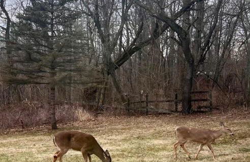 Wandering Whitetail Estate - Indiana Dunes - Valpo U - Pet Friendly - Foto 21