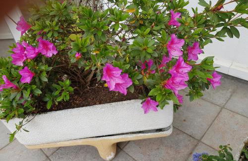 MAXIMO CONFORT - Foto 24