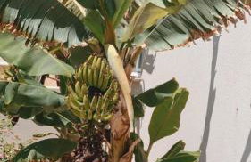 Ianthi by Nymphes - Foto 13