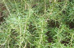 Agriturismo Tenuta Mariani - Foto 79