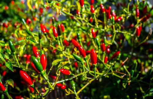 Apartamento Domingos - Photo 18