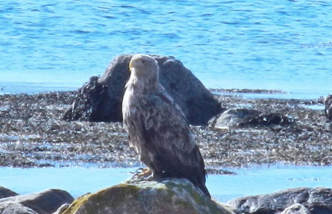 10 Person Holiday Home in Kaldfarnes-by Traum - Foto 22