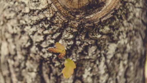 Okolin Basoa Suites - Foto 2