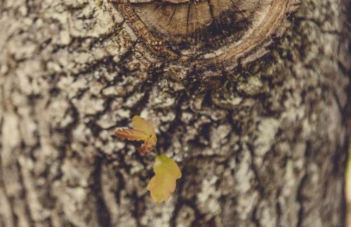 Okolin Basoa Suites - Foto 2