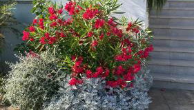 Volme Resort - Foto 5, Garden