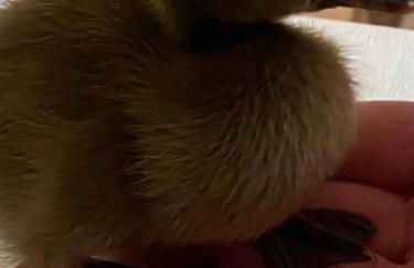 Casa los Patos en Santillana Del Mar - Foto 47