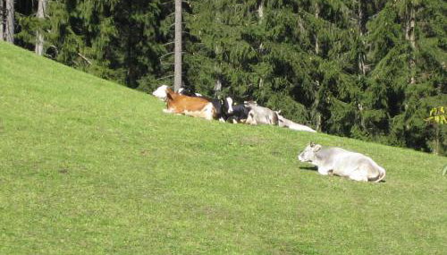 Biohof Hamann - Foto 5