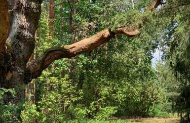 Dom z linią brzegową Narwi - Photo 57