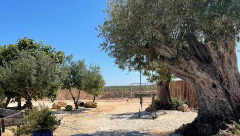 La casa del olivo - Photo 2, Garden