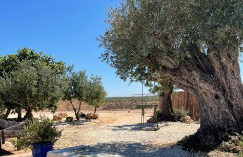 La casa del olivo - Foto 2