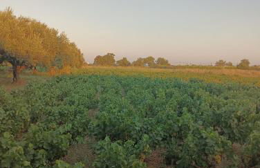 Maki'shouse - Foto 18