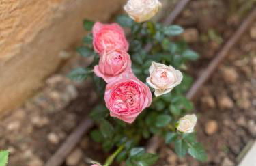 Dimora Rosaspina - Foto 48