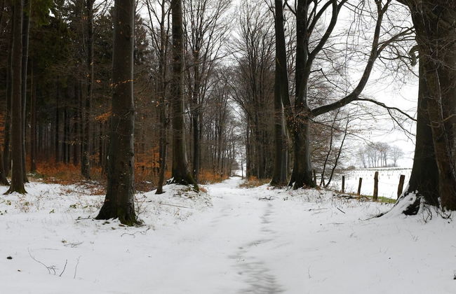 Charming Home With Sauna - Photo 39