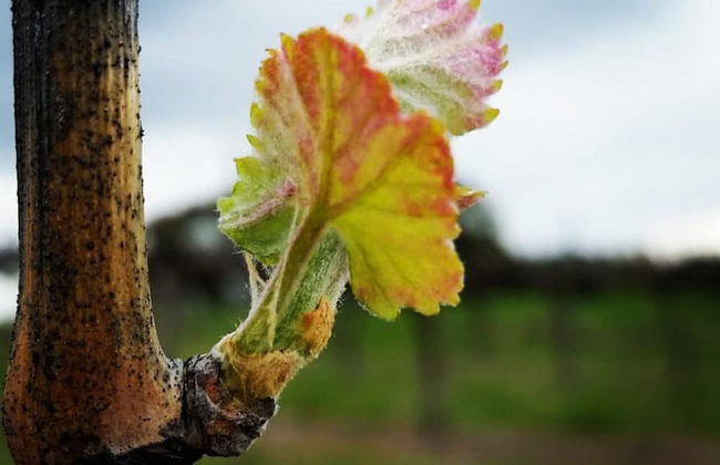 The Sampson - Orange - Foto 22