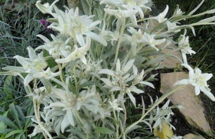 Chalet Colline et Lou - Foto 34