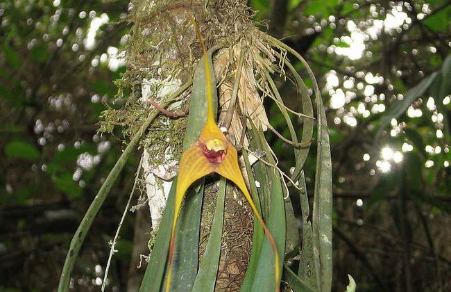Passeio de balsa de bambu por Quimbaya - Foto 1