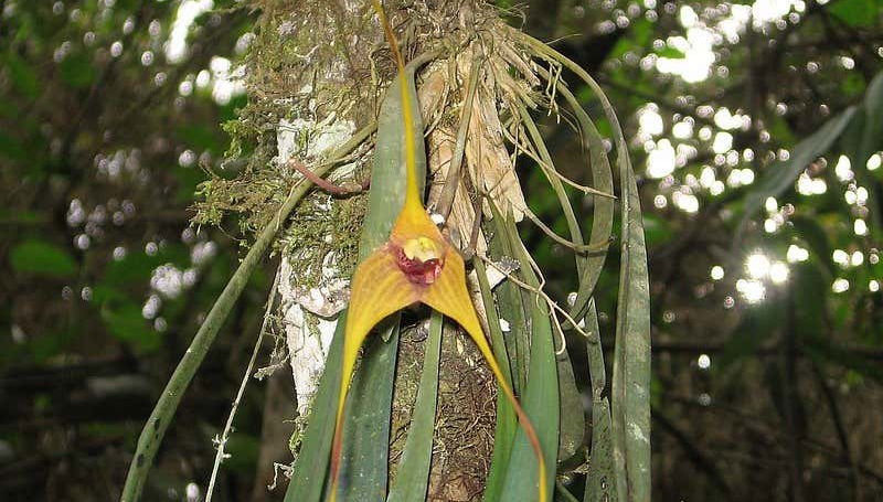 Flora de la región de Quimbaya