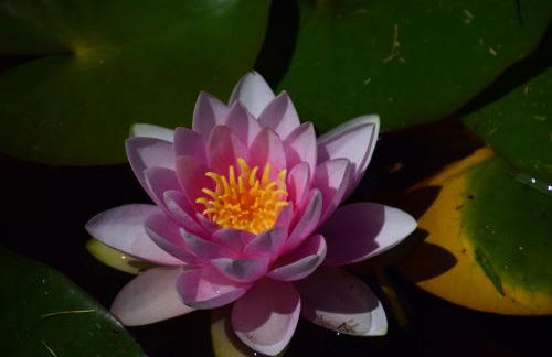 Ferienwohnung Donauidylle - Foto 10