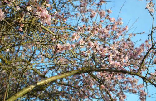 Xenonas Anopolis 2 - Foto 11