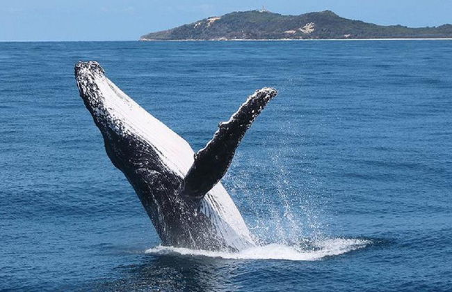 Crociera di un giorno per l'avvistamento delle balene all'isola di Tangalooma - Foto 1