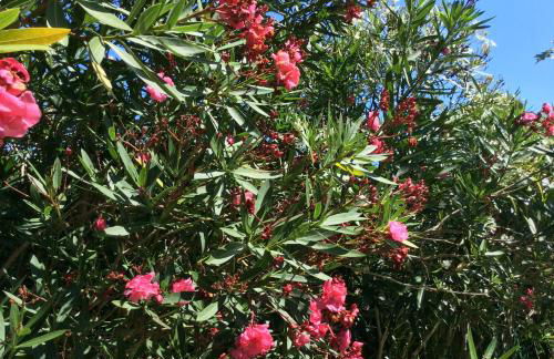 Luxurious royal estate in historic Sintra paradise - Foto 31