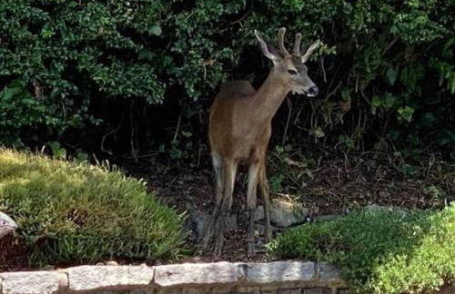 Riverside retreat with stunning views, historic charm - Coastal adventure awaits - Foto 23