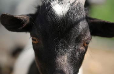 Agriturismo Quadrifoglio Relax - Foto 77