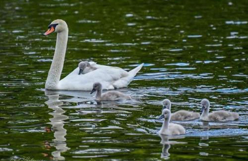 Luxurious 5 Bedroom House in Cookham near Marlow - Foto 36