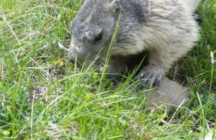 Appartement Barcelonnette Ubaye, Provence - Foto 34