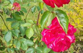 Mielno Enklawa Apartament przy plaży - Foto 19