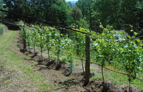 Quinta da Chouza Agroturismo e Enoturismo - Foto 37