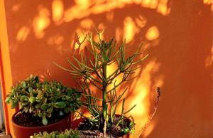 Maison de vacances - côte de Jade - coup de coeur - Foto 32