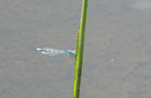 Les Bordes De Paloumières - Foto 41