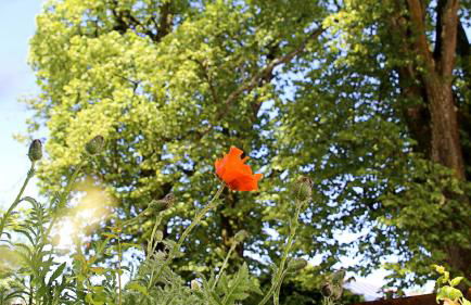 Hollweck´s Landoase - Foto 53