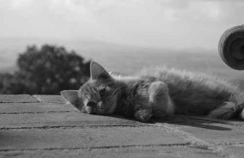 Agriturismo San Giovanni al Monte - Photo 13