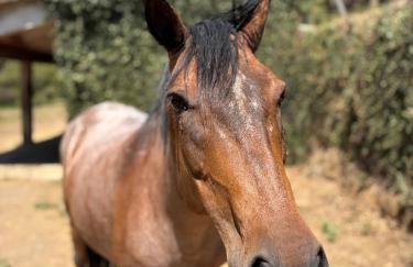 Quinta da Rabaçosa - Turismo Rural - Foto 7