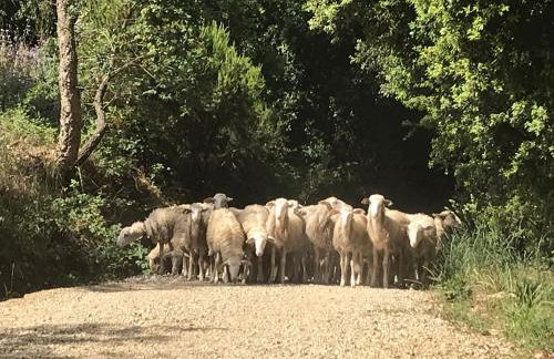 Agriturismo Le Carolee - Foto 7