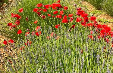 Gite Harmonie - Foto 34