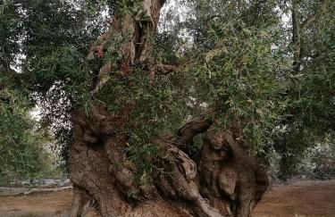 IsolaAzzurra - Foto 26