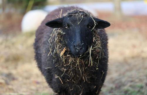 Bienenwagen Weitblick, Kamin, Sauna ganzjährig nutzbar - Foto 35