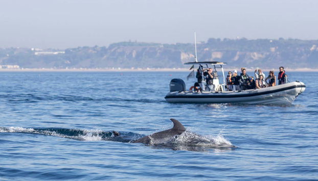 Fotografando os golfinhos