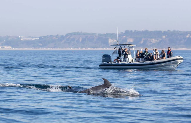 Dolphin Watching Cruise - Photo 4