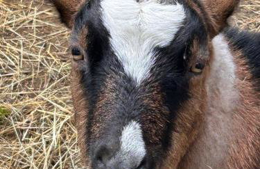 Harzglück - Foto 15