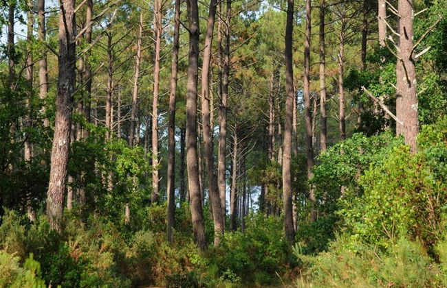 Holiday Home on the Silver Coast, Verdon-sur-mer - Foto 14