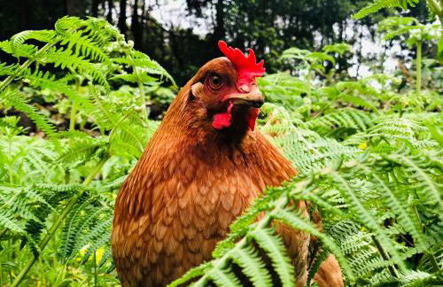 Quinta Pereirinha - A Private 3 Bedroom Home, Close to Hiking Traile w Ocean Views - Pico Island, Azores - Photo 8